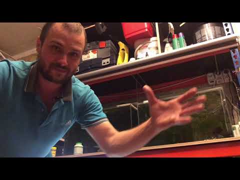 Видео: Куда пропадают личинки креветок Амано?