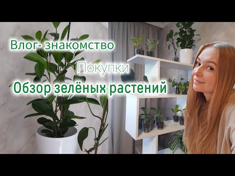 Видео: ВЛОГ ♡ ПОКУПКИ РАСТЕНИЙ ♡ ОБЗОР КОМНАТНЫХ ЦВЕТОВ