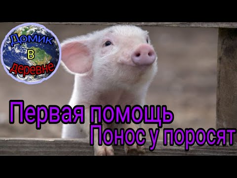 Видео: Понос у поросят, первая помощь.