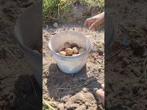 Видео: картофель СЫНОК(БОГАТЫРЬ) 