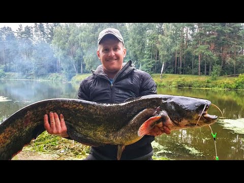 Видео: СОМ на ВЫПОЛЗКА | РЫБАЛКА на РЕКЕ СВИСЛОЧЬ | СОМ 15кг