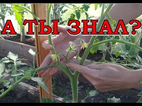 Видео: Уход за ТОМАТАМИ. Первые ВАЖНЫЕ шаги