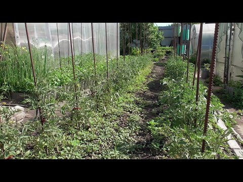 Видео: Замерзли томаты. Что делать? Ольга Чернова.