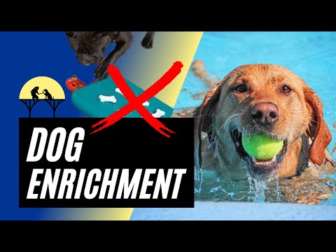 Видео: Объяснение обогащения среды обитания собак (это БОЛЬШЕ, чем просто головоломки с едой)