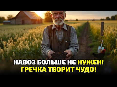 Видео: Все бросили навоз ради гречки! Что происходит с землёй — никто не ожидал!