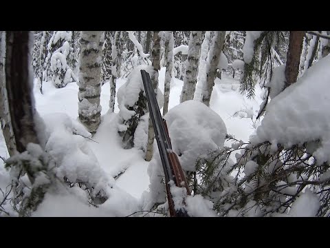 Видео: Охота на боровую зимой с подхода, с лайкой.