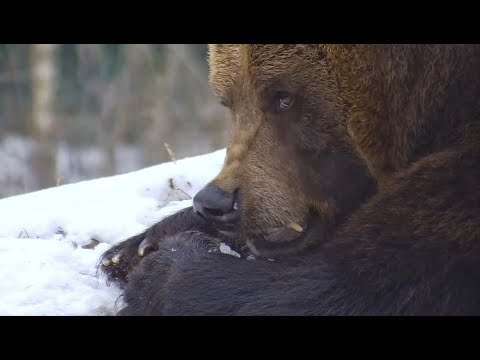 Видео: Как Медведь Мансур обнаружил, что поправился 😍🐻👍