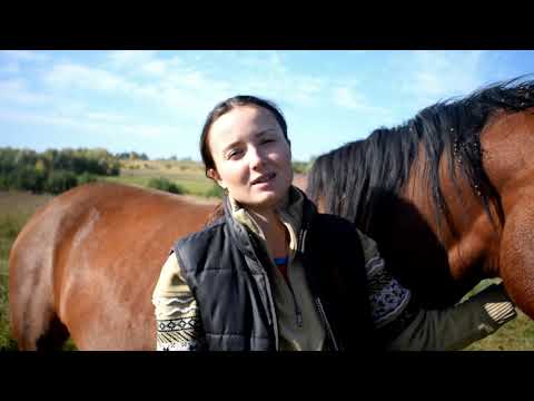 Видео: В каком возрасте крыть кобылу. Чем кормить беременную кобылу. Какую верховую нагрузку ей давать
