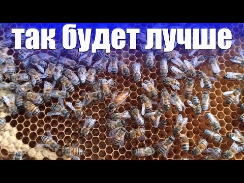 Видео: Подставить маточник или позволить пчелам вывести матку? Как заменять маток в пчелиных семьях?