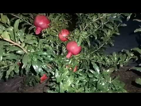 Видео: Как просто вырастить гранат 
