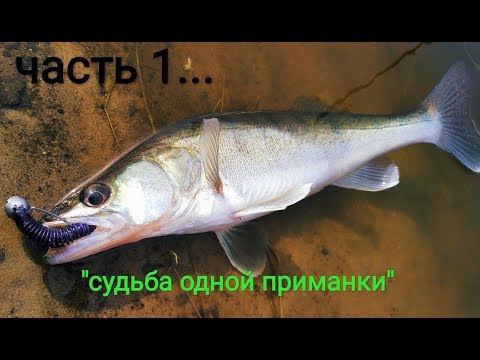 Видео: Река Припять, злые судаки - всё как я люблю. Чать1:"Судьба одной приманки".