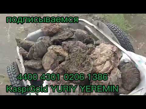 Видео: село Кудряшово Курмангазинский район Атырауская область 11 июня 2024 год.