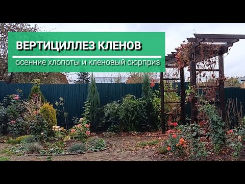 Видео: Вертициллез клена. Осенние труды, и кто мне помогает.