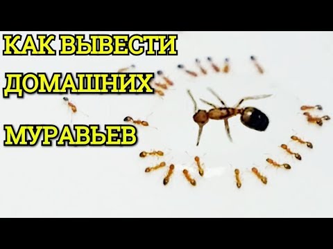 Видео: КАК ВЫВЕСТИ ДОМАШНИХ МУРАВЬЕВ Проверенный способ