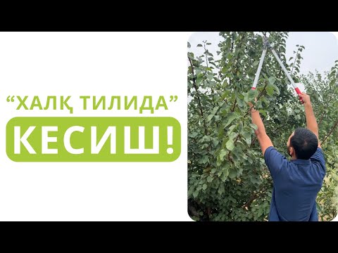 Видео: КЕСИШ ҲАҚИДА КИТОБЛАРДА ЁЗИЛМАГАН ГАПЛАР!