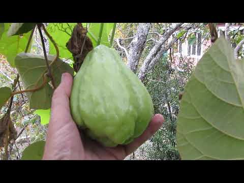 Видео: Сбор урожая чайота