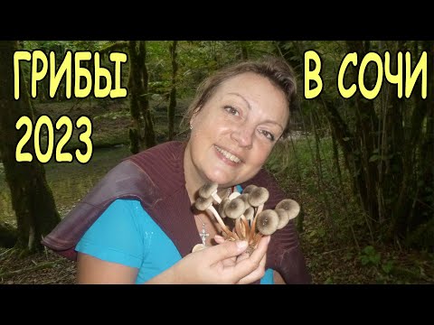 Видео: Грибы в Сочи 2023. Опята осенние, опята летние. Ежовик коралловидный - гриб коралл.