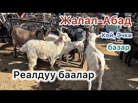 Видео: Койлор арзандаптыр, Эчкилер бир калыпта