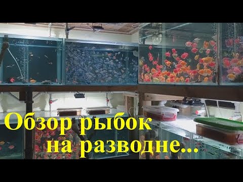 Видео: Обзор аквариумных рыбок Ответы на вопросы подписчиков