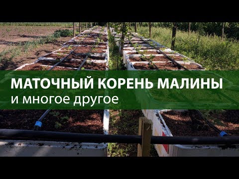 Видео: Маточный корень малины , и многое другое )