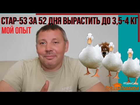 Видео: 5 советов как вырастить уток СТАР-53 в домашних условиях. ДЕЛЮСЬ ОПЫТОМ. "Мое Подворье"