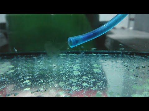 Видео: Малек Наннакары неоновой кормим сухим кормом и спирулинаой Nannacara Neon Blue