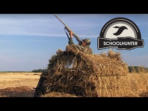 Видео: Охота на вяхиря