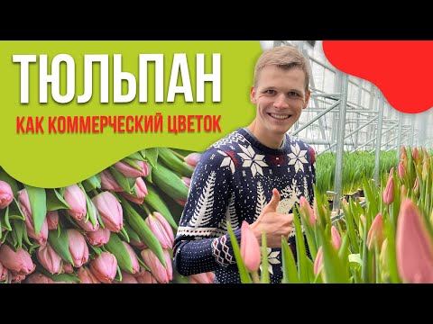 Видео: Бизнес на тюльпанах. Тюльпан как коммерческий цветок.