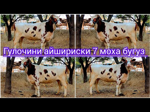 Видео: 13 ноября 2025 ГУЛОЧИНИ АЙШИРИСКИ БУГУЗИ 7 МОХА ЗОТИ ШИРИ 