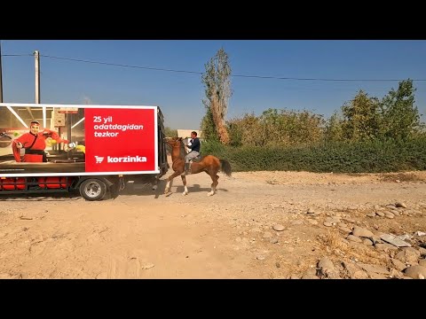 Видео: Всадник без головы! Улок купкари отлар сотилади! Продаются лошади!
