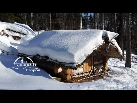 Видео: К избе Адвоката Егорова    Зимовье