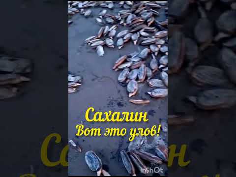 Видео: #сахалин #остров #море #ракушки #улов #sakhalin #island #sea #catch #storm #шторм