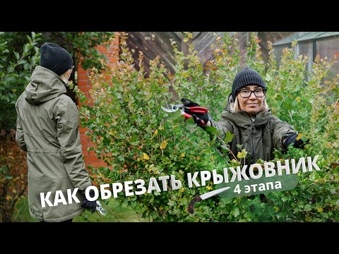 Видео: Как обрезать крыжовник. 4 этапа.