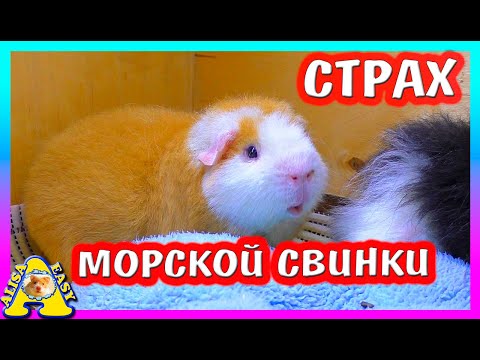 Видео: ЧЕГО БОИТСЯ МОРСКАЯ СВИНКА? / НАПОЛНИТЕЛЬ ДЛЯ СВИНКИ / КАК ПРИУЧИТЬ КОТА К ЛОТКУ?/ Alisa Easy Pets