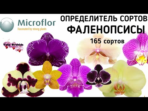 Видео: Орхидея ФАЛЕНОПСИС | ОПРЕДЕЛИТЕЛЬ СОРТА | Orchid Phalaenopsis. Qualifier of a grade. орхидеи orchids