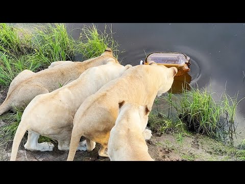 Видео: Дали львам игрушки! НЕ ОЖИДАЛИ, что Алёна придёт ко львам С ВОЛКОМ! ПАРК ЛЬВОВ ЗЕМЛЯ ПРАЙДА МОСКВА