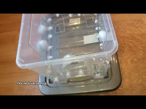 Видео: Регидрация кейков