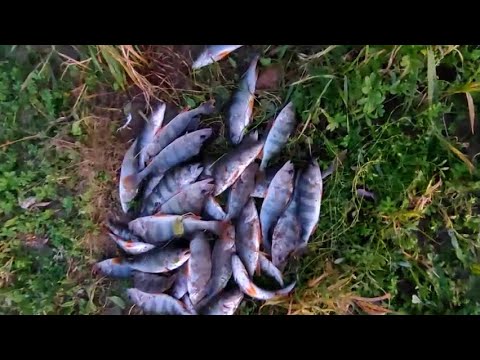Видео: Пробежался вечерком со спиннингом по кустам взабродку.