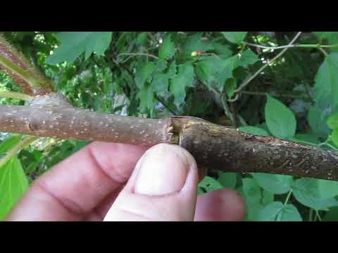 Видео: Прививка киви