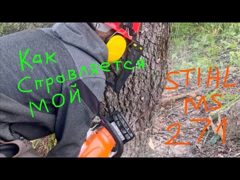 Видео: ШТИЛЬ СПРАВЛЯЕТСЯ НА ОТЛИЧНО! Спуск больших деревьев.