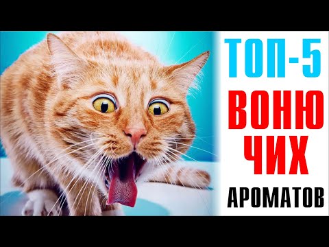 Видео: ТОП-5: САМЫЕ МЕРЗКИЕ АРОМАТЫ — ХОЧЕТСЯ ПРОВЕТРИТЬ КОМНАТУ! // Быка-быка, курлык-курлык!