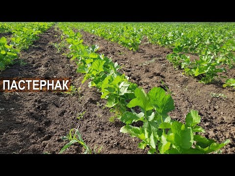 Видео: Пастернак - забытая культура? Органическое земледелие Ивана Новичихина
