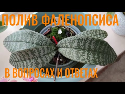 Видео: ПОЛИВ ОРХИДЕЙ: в период адаптации, взрослых орхидей и малышей.  МИКРО полив! ФИТИЛЬНЫЙ ПОЛИВ.