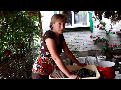 Видео: Ферментированный чай из листьев  малины.