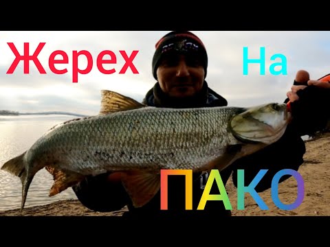 Видео: Три Жереха 😁 РЫБАЛКА на Спиннинг в Январе . Москва - Река. #NEKFiSh