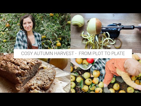 Видео: Собирайте урожай и пеките вместе со мной — яблочно-ореховый пирог