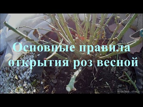 Видео: Основные правила открытия роз весной. Питомник растений Е. Иващенко