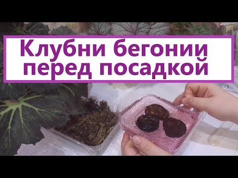 Видео: Замачиваем клубни бегоний по всем правилам.  Это важно.