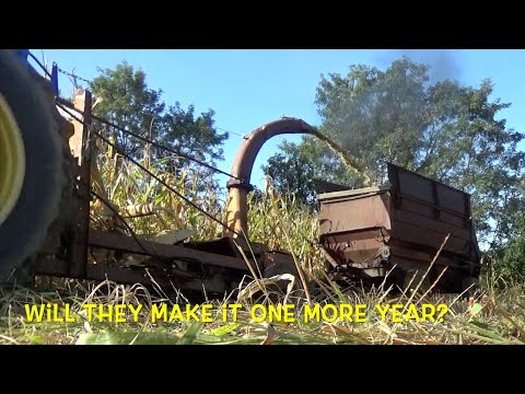 Видео: Резка силоса с помощью 60-летнего оборудования