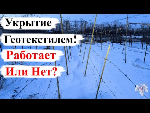 Видео: УКРЫТИЕ Винограда ГЕОТЕКСТИЛЕМ! РАБОТАЕТ или НЕТ? Ответы на ВОПРОСЫ